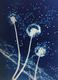 Wish Flower 1