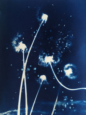 Wish Flower 2