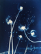 Wish Flower 2