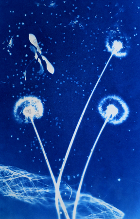 Wish Flower 3